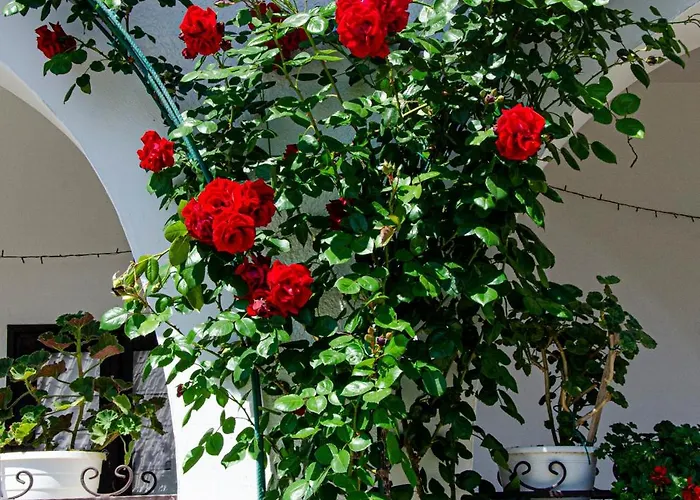 Banoporta בית הארחה